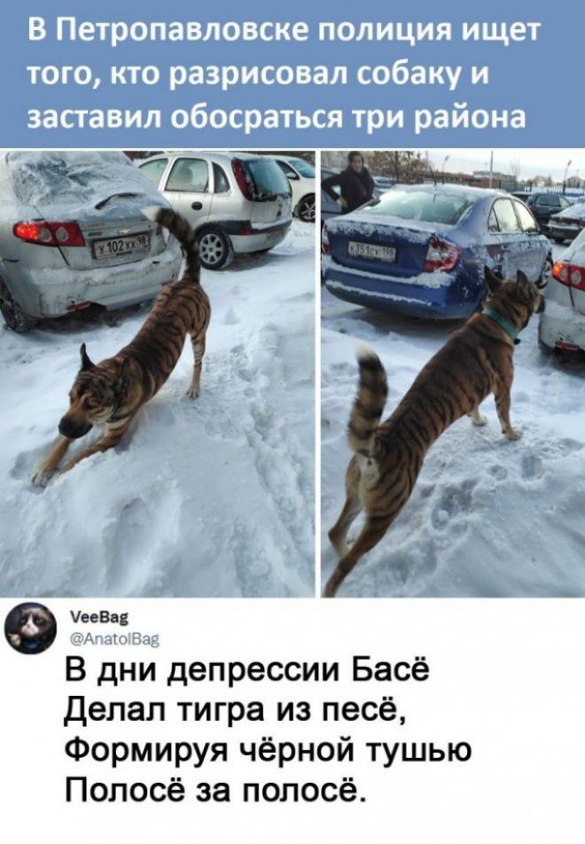В Петропавловске полиция ищет того, кто разрисовал собаку и заставал обосраться три района

В дни депрессии Басе Делал тигра из песе, Формируя чёрной тушью Полосоё за полосой.