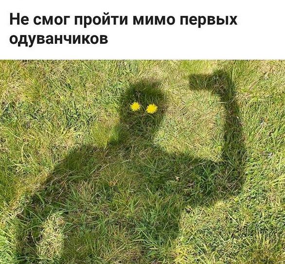 Не смог пройти мимо первых одуванчиков