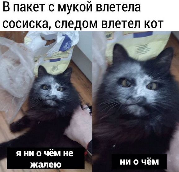 В пакет с мукой влетела СОСИСКЭ следом ВЛ6Т6Л КОТ _ я ни о чём не жалею И 0 чем _