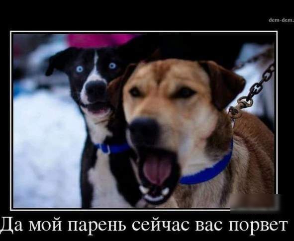 Да мой парень сейчас вас порвет