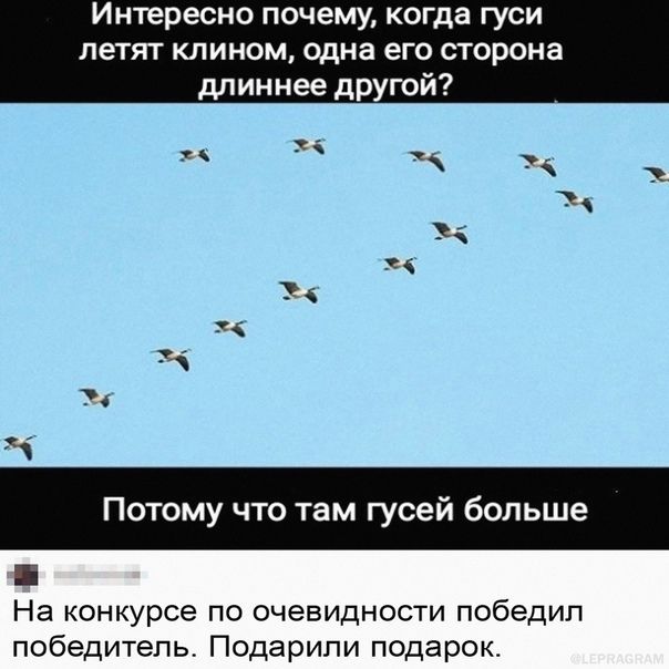 Интересно почему когда гуси летят клином одна его сторона длин нее дРУГОй і Т уд и му что там сей больше 1 На конкурсе по очевидности победил победитель Подарили подарок