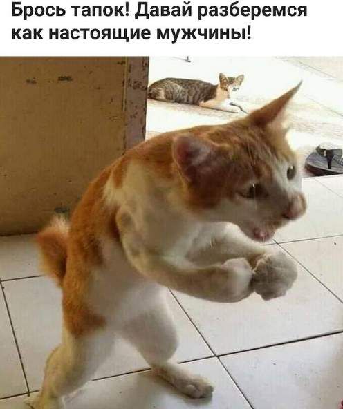 Брось тапок давай разберемся как настоящие мужчины