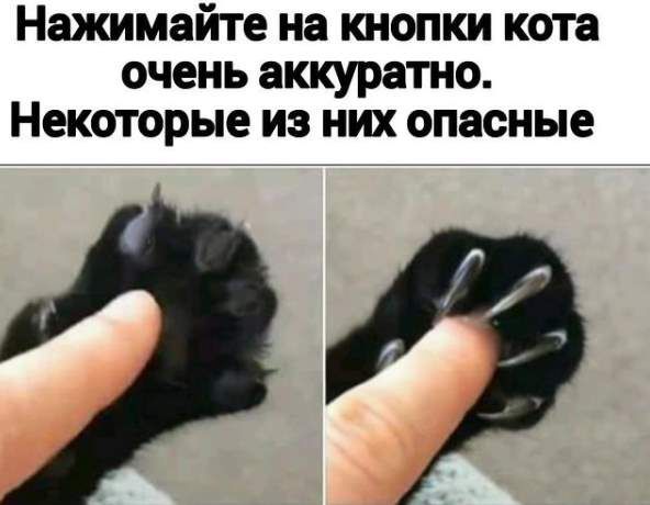 Нажимайте на КНОПКИ кота очень аккуратно Некоторые ИЗ НИХ опасные