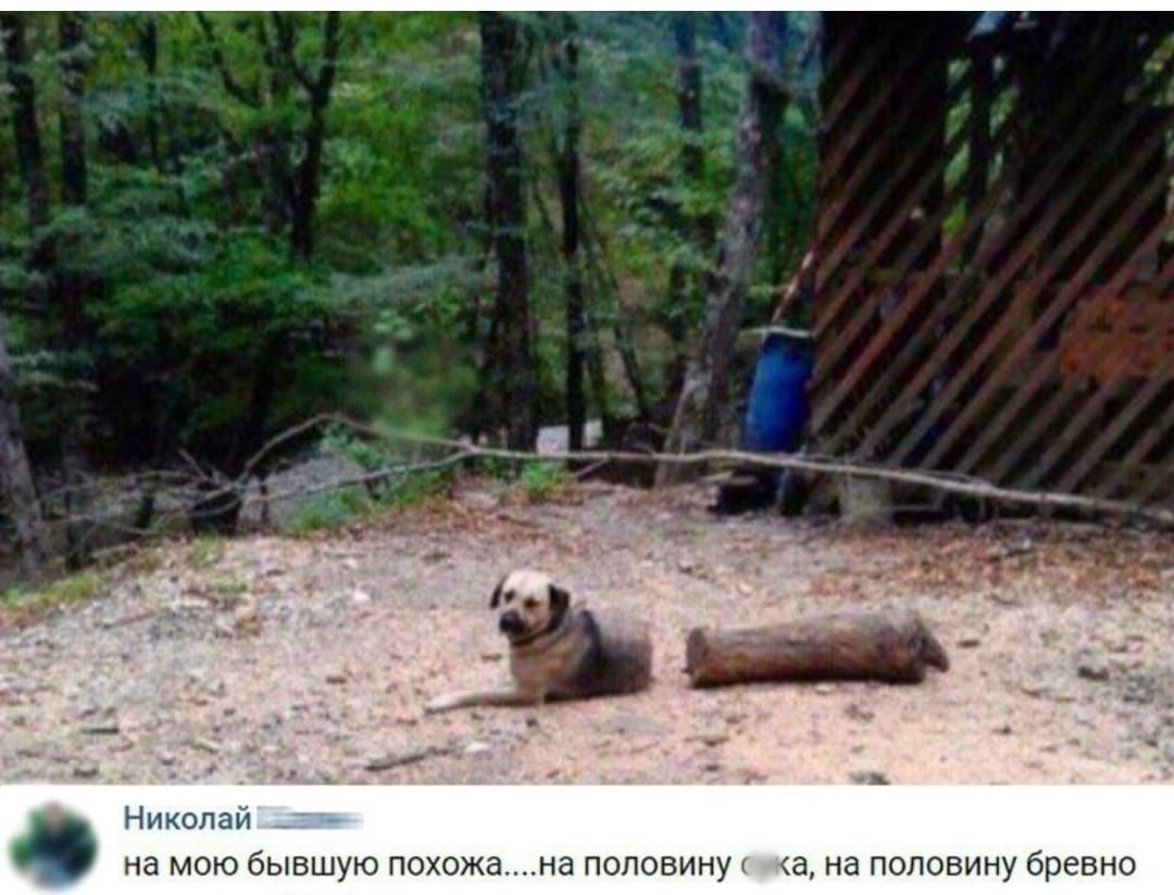 д _ и _ ы Николай на мою бывшую похожа н половину а на половину бревно