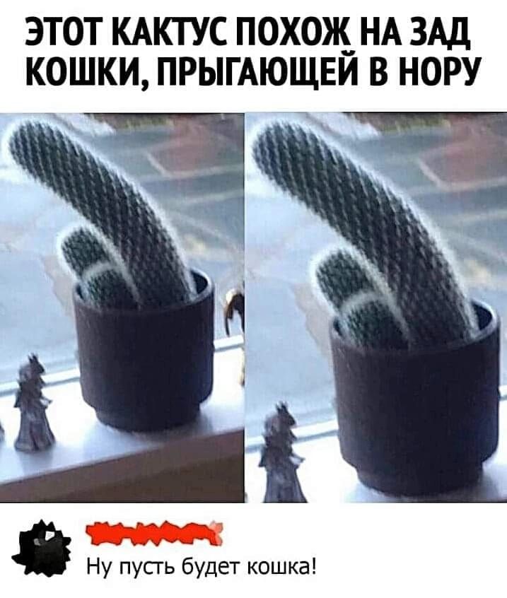 ЭТОТ КАКТУС ПОХОЖ НА ЗАД КОШКИ ПРЫГАЮЩЕЙ В НОРУ Ну пусть будет кошка