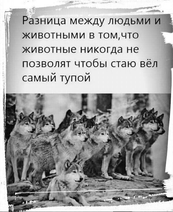 Ё Разница между людьми животными в том что животные никогда не позволят чтобы стаю вёл самый тупой