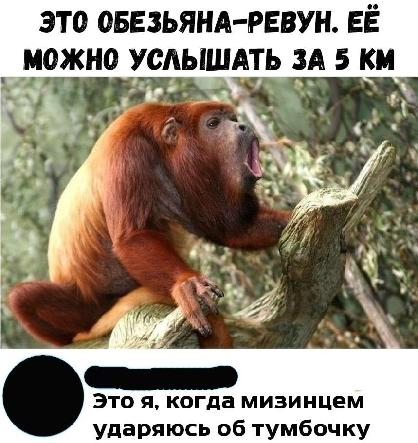 это овезьяндревун ЕЁ __ можно усдыщАть 34 5 км Это я когда мизинцем ударяюсь об тумбочку