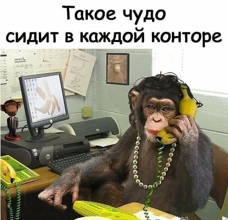 Такое чудо сидит в каждой конторе _ _