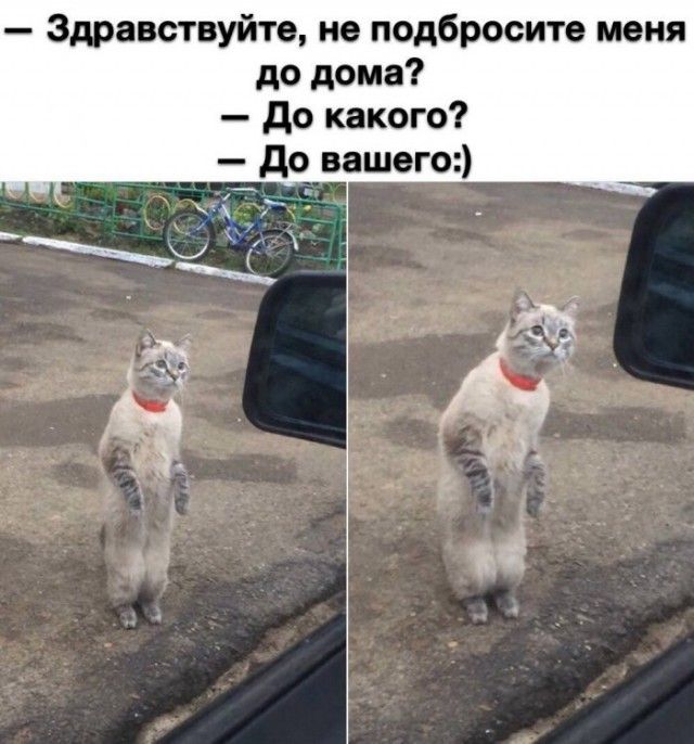 Здравствуйте не подбросите меня до дома до какого до ищет А _к ь _