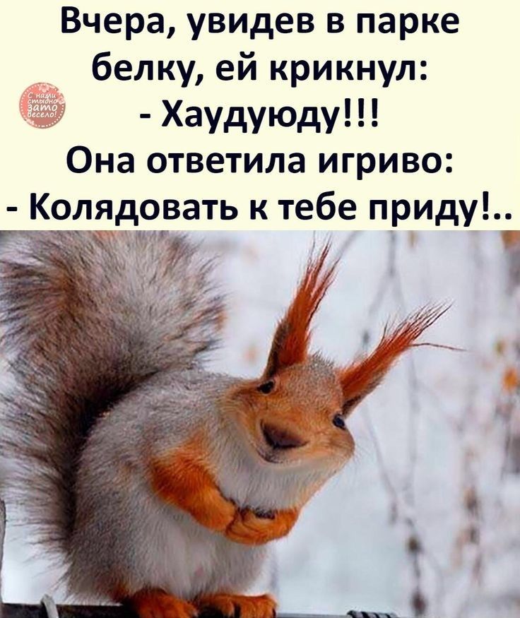 Вчера увидев в парке белку ей крикнул Хаудуюду Она ответила игриво Кол