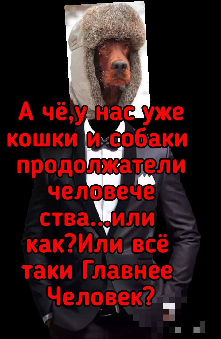 кошки и собаки прододщатЁЪи человече ствалли __ какИли всё таки Главнее Челсидек