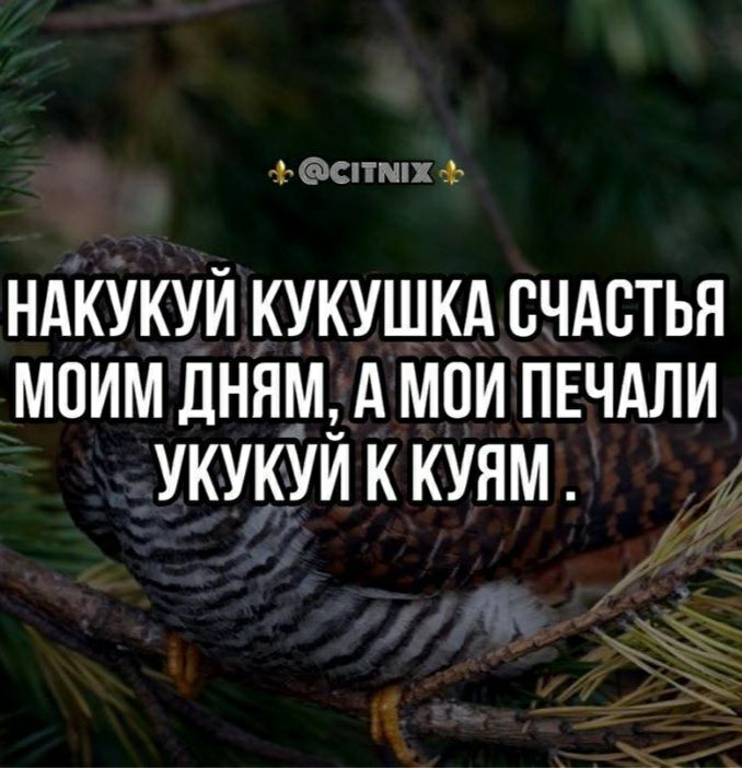 штмщл НАКУКУЙ КУКУШКА СЧАСТЬЯ МОИМ дННМ А МПИ ПЕЧАЛИ УКУКУЙ К КУЯМ