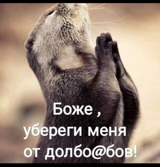 реги мен долбобо