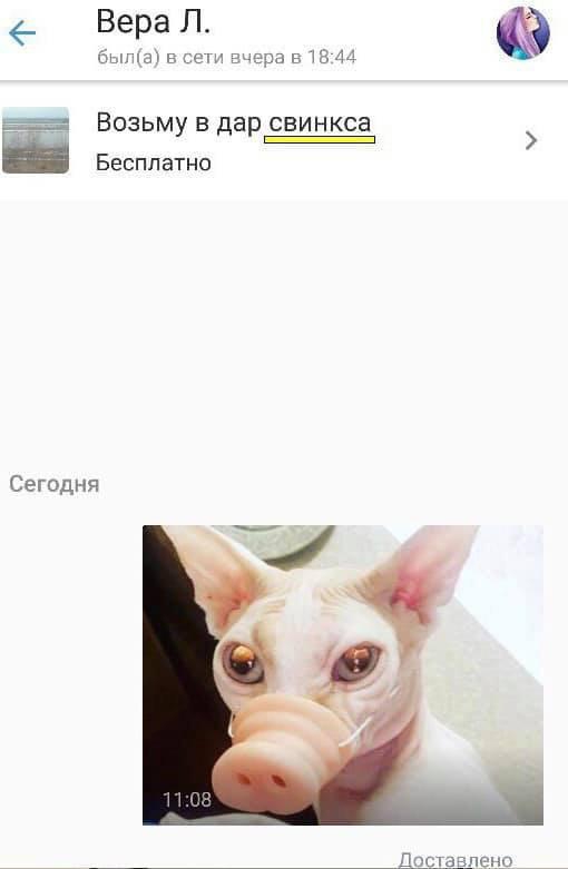 Вера Л быта в се вчера в в и Возьму в дар свинкса Бесплатно ЕЕК Сегодня