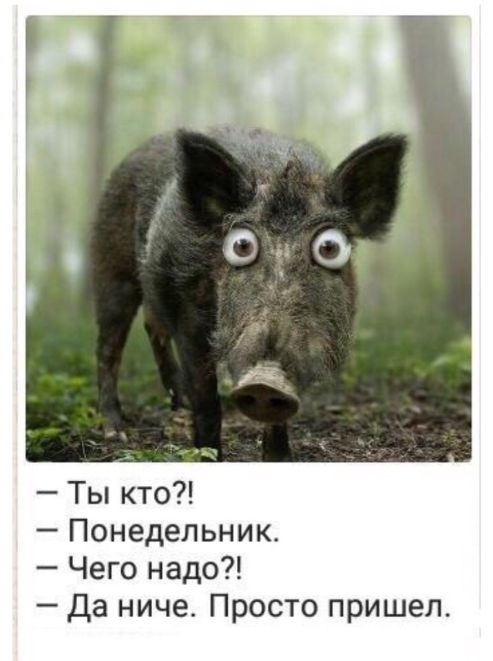 Ты кто Понедельник Чего надо Да ниче Просто пришел