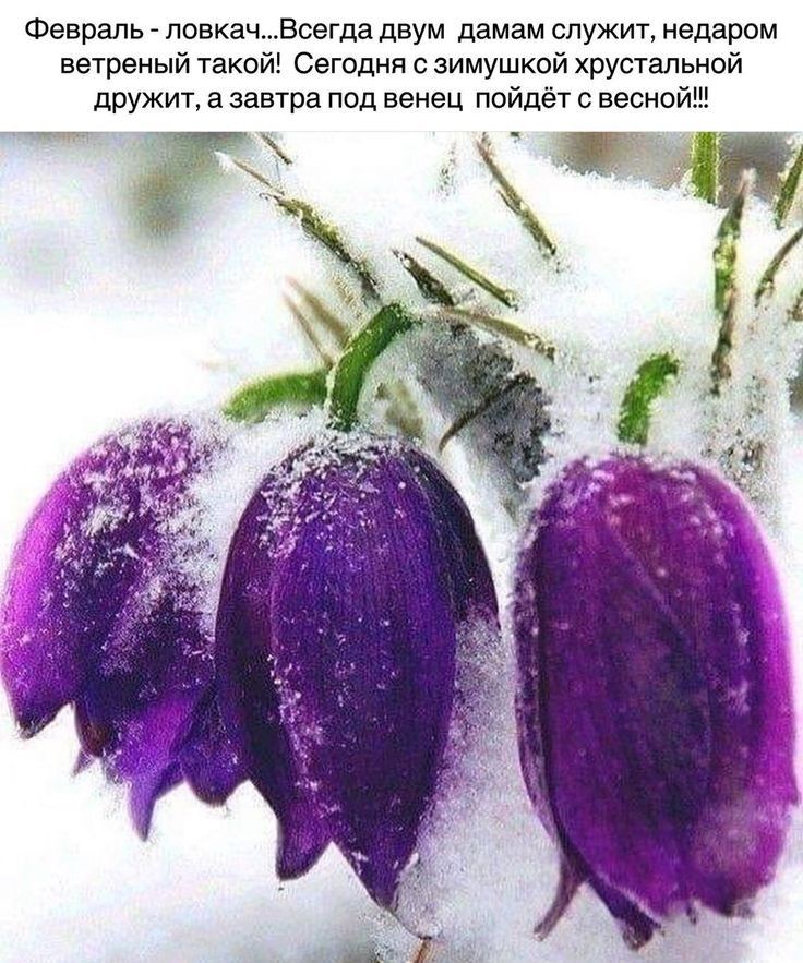 Февраль ловкачВсегда двум дамам служит недаром ветреный такой Сегодня с зимушкой хрустальной дружит а завтра под венец пойдёт с весной