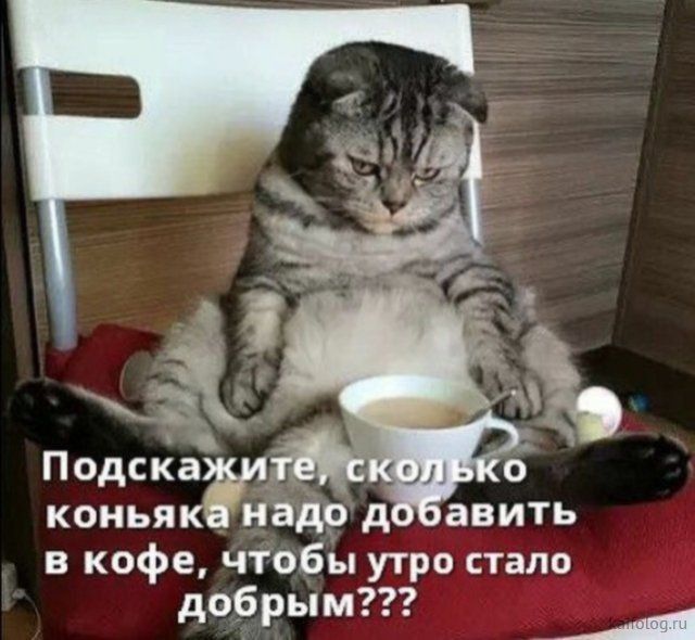 Подскагл коньяк аф д авить в кофе чтобы утро стало до рым