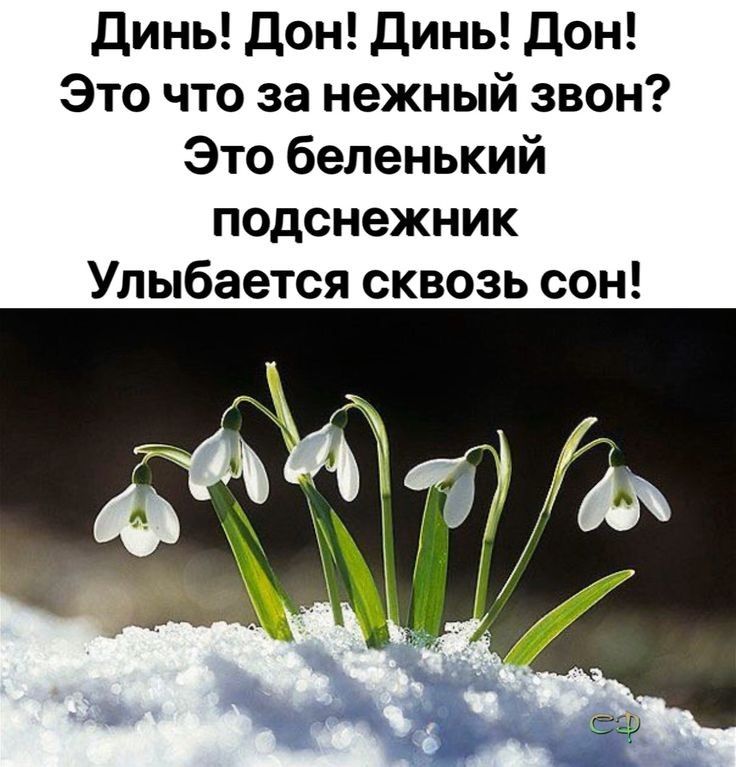 Динь Дон динь Дон Это что за нежный звон Это беленький подснежник Улыбается сквозь сон