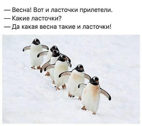 Весна Вот и ласточки прилетели _ Какие ласточки Да какая весна такие и ласточки