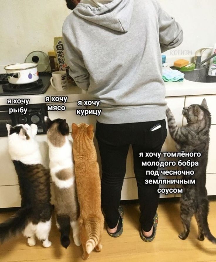 я хочу томлёного молодого бобра под чесночио земляничиым СО СОМ цу