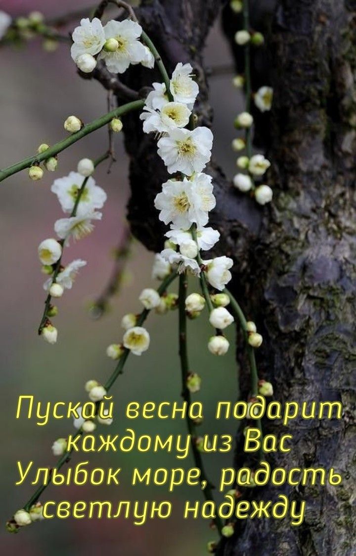 Пуща 1 весна погдаритд каждому виз Вас Улыбок море даддостёі светлую надежду д