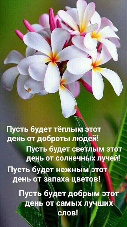 Пусть будет тёплым этот день от доброты лк ей Пусть будет светпым зт т день от солнечн х луч Пусть будет нежным этот день от запаха цветов Пусть будет добрым этот день от самых п их_ слов