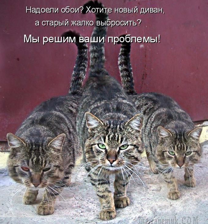 Надоели обои Хотите новый диван а старый жапко выбросить т Мы решим вв и проблемы іі