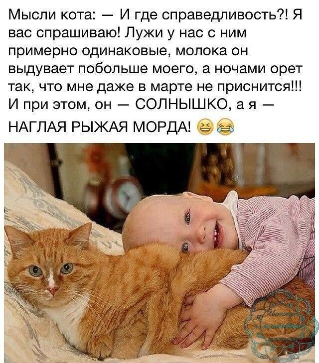 Мысли кота И где справедливость Я вас спрашиваю Лужи у нас с ним примерно одинаковые молока он выдувает побольше моего а ночами орет так что мне даже в марте не приснится И при этом он СОЛНЫШКО а я НАГЛАЯ РЫЖАЯ МОРДА 5