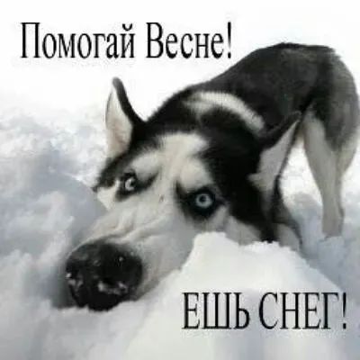 Помогай Весне ЕШЬ СНЕГ