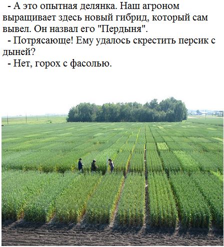 А это опьпная деиянка Наш агроном выращивает здесь новый гибрид который сам вывел Он назви его Пердьп ш Потрясающе Ему удалось скрестить персик с дьшеи Нет горох с фасолью