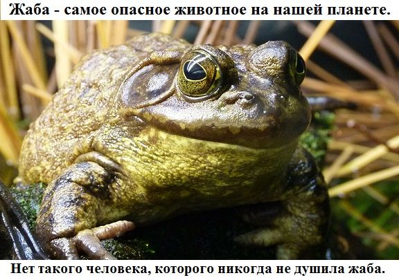 Киба само опасное кивот ое на нашей планете Нет такого человека которого никогда не душили жаба