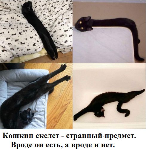 Кошкин скелет странный предмет Вроде он есть а вроде и нет