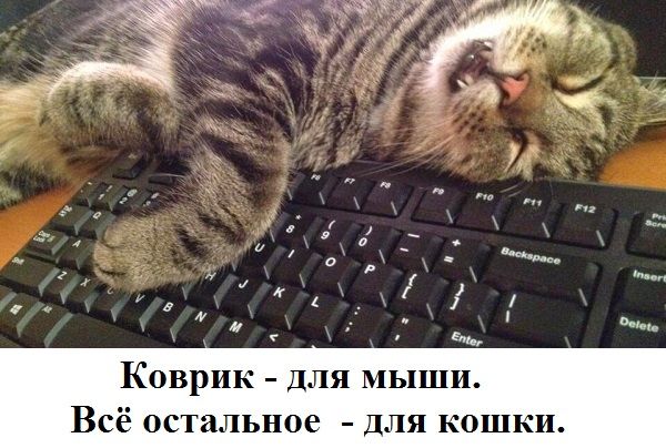 _ и а г КОВРИК ДЛЯ МЬПШИ Всё ОСТаЛЬНОЁ ДЛЯ КОШКИ