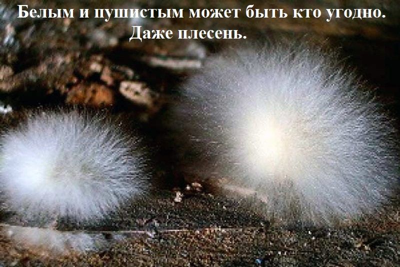 Бельць1 и пу тым может быть кто угодно аже плесень