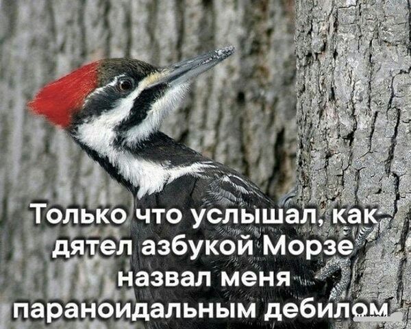 Только д ел азбукоЙ Мор йазвал меня _ араНоидальным деби