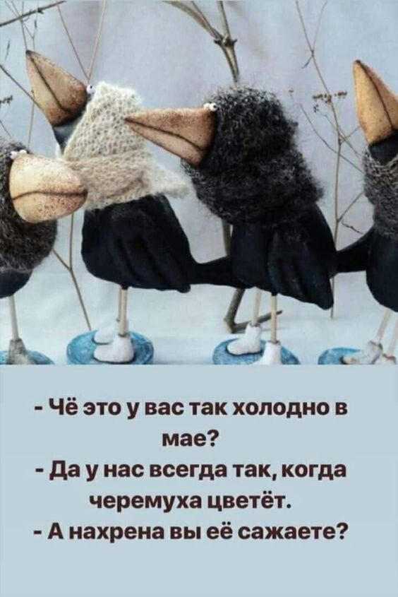 Чё это у вас так холодно в мае да у нас всегда так когда черемуха цветёт А нахрена вы её сажаете