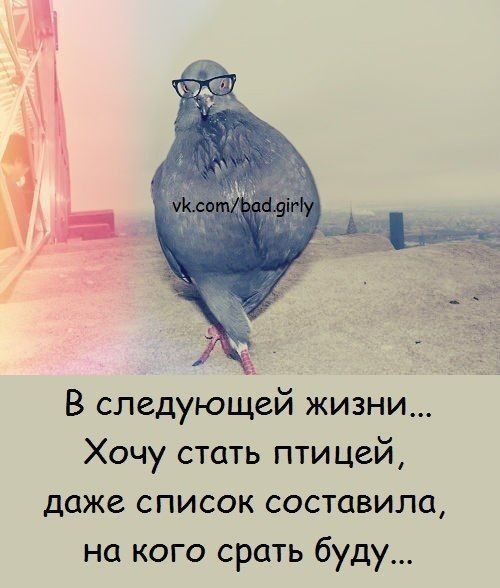 В следующей жизни Хочу стать птицей доже список составила на кого срать буду