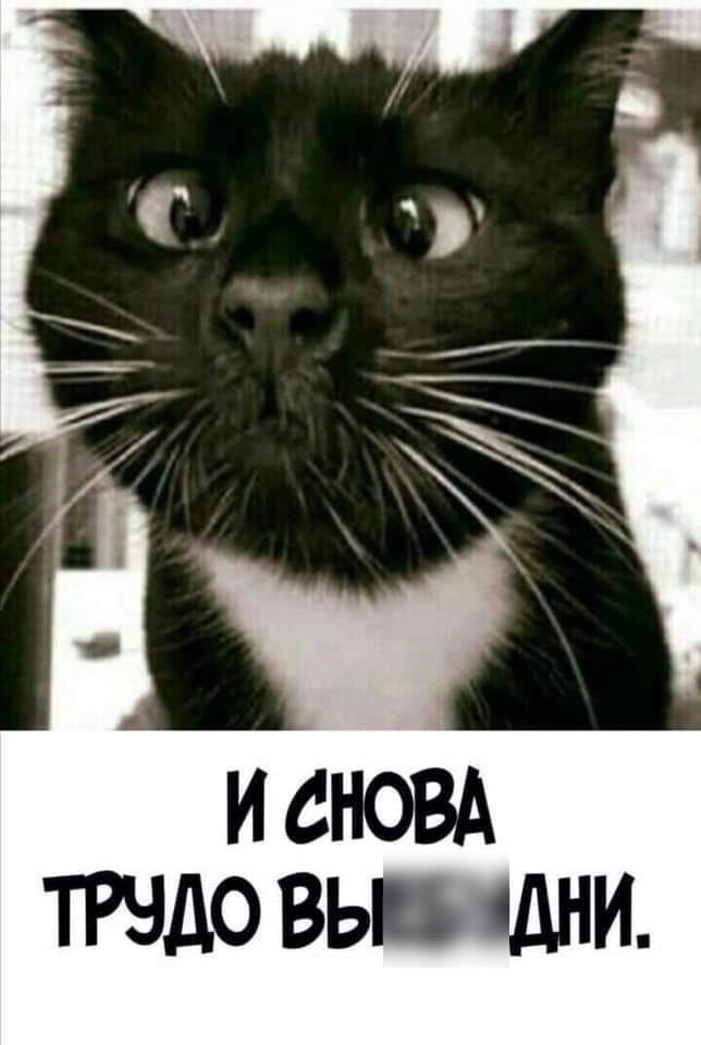 Трудо вывиядни.