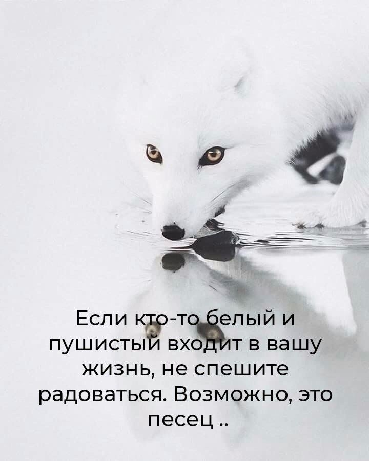 __ ЁЧ Если Ёлый и пушисты т в вашу жизнь не спешите радоваться Возможно это песец