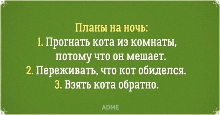 Планы на ночь 1 Прогнать кота из комнаты потому что он мешает 2 Переживать что кот обиделся з Ват кота обратно АОМЕ