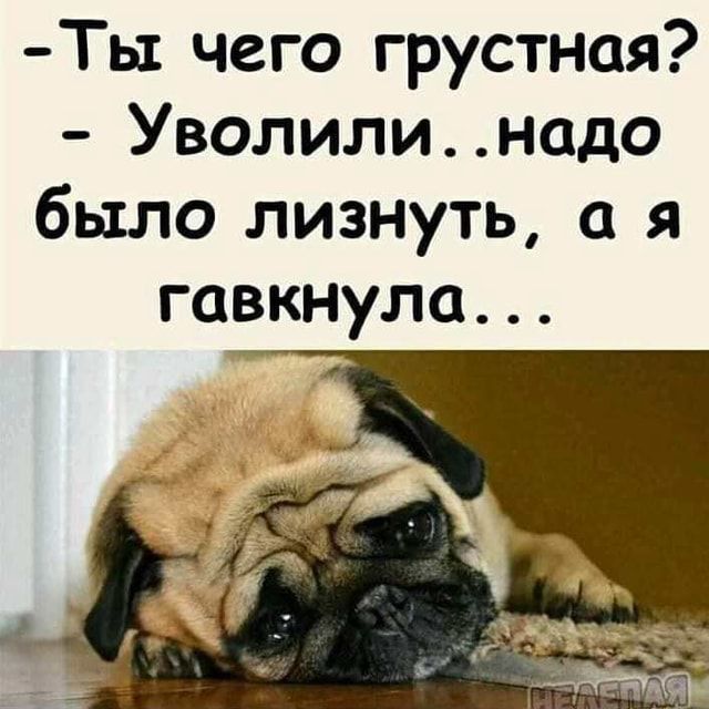 Ты чего грустная Уволилинадо было лизнуть я гавкнула