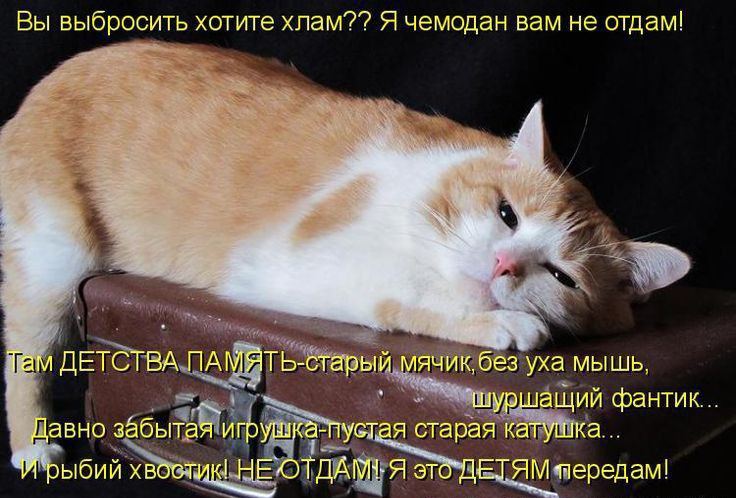 Вы выбросить хотите хлам Я чемодан ваМ не отдам уха мышь еащии фантик