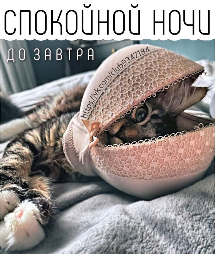 СПОНОЦНОН НОЧЦ
