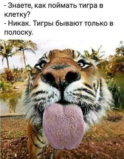 аете как поймать тигра в клетку Никак Т гры бывают только в полоску