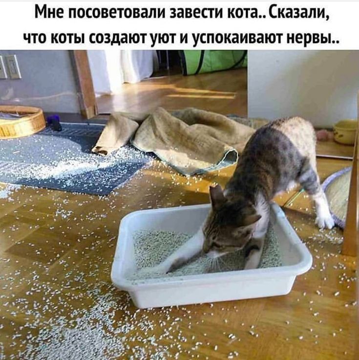 МНЕ ПОСОВЕТОВЗЛИ ЗЗВЕСТ И кота Сказали ЧТО КОТЫ СОЗДЗЮТ УЮТ И УСПОКЗИВЗЮТ нервы _