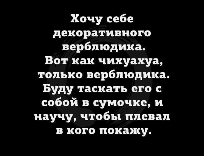 Хочу себе декоративного верблюдика Вот как чихуахуа только верблюдика Буду таскать его с собой в сумочке и научу чтобы плевал в кого покажу