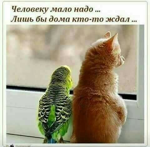 Человеку мало нада Лишь бы дима кто то ждал