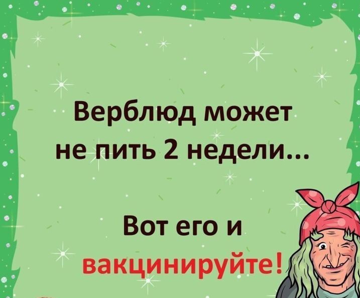Верблюд может не пить 2 недели Вот его и вакцинируйте