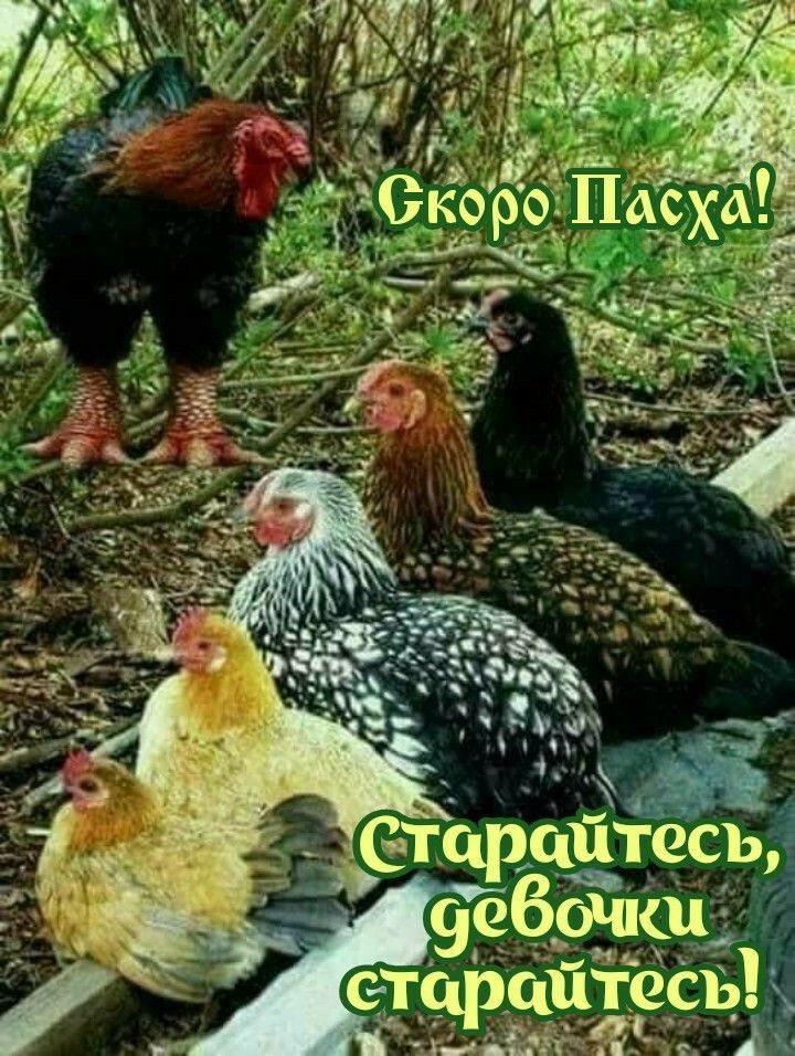 и теста Ё 1213