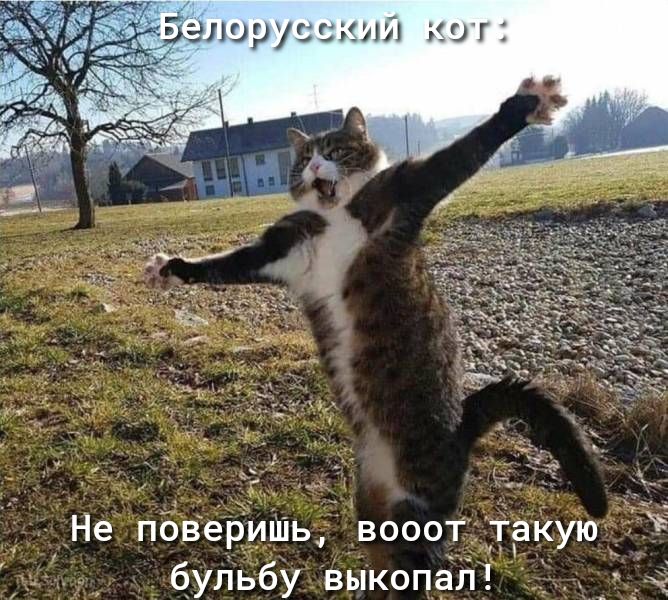 эпэрусстпз кот Не поверить вооот такую бульбу выкопал